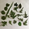 Blandet dekorative grønne blade