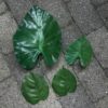 Store grønne blade