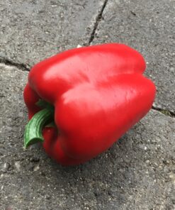 Rød peberfrugt super naturtro