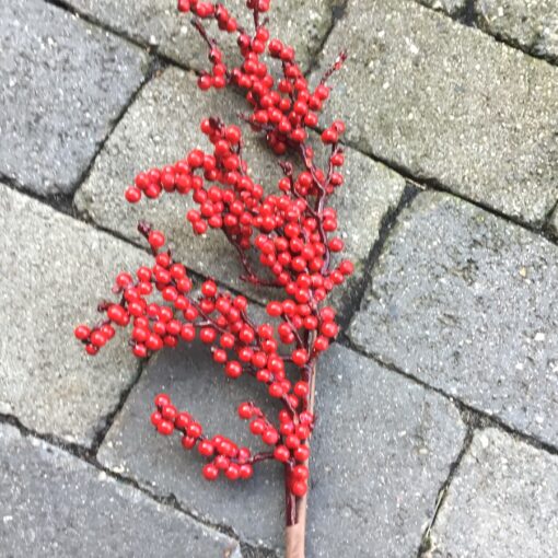 Rød ilex gren med bær