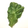 Grønt naturtro blødt salatblad