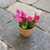 Pink bougainville mini blomst