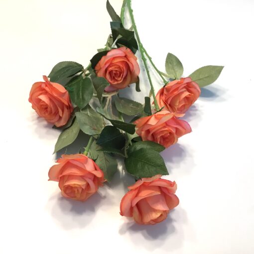 Høj dekorativ peach rose