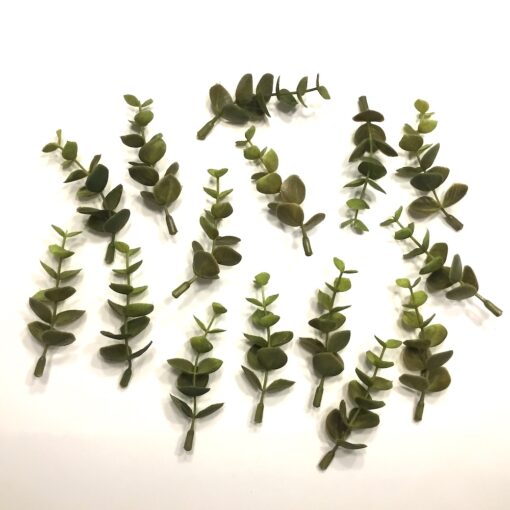 Grønne korte eucalyptus grene