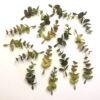 Grønne og gullige eucalyptus grene
