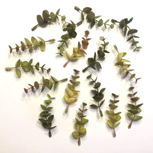 Grønne og gullige eucalyptus grene