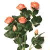Høj dekorativ peach rose