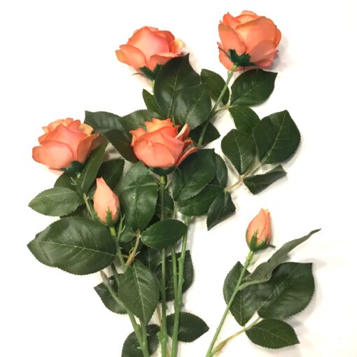 Høj dekorativ peach rose