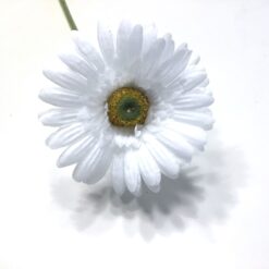 Smuk hvid klassisk gerbera